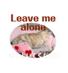 コロンたんのThinking Time（個別スタンプ：13）