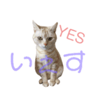 コロンたんのThinking Time（個別スタンプ：17）