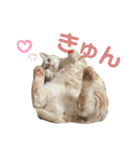 コロンたんのThinking Time（個別スタンプ：20）