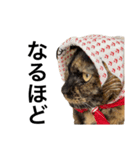 猫くんとトム4（個別スタンプ：1）