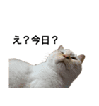 猫くんとトム4（個別スタンプ：2）