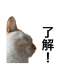 猫くんとトム4（個別スタンプ：4）