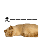 猫くんとトム4（個別スタンプ：8）