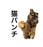 猫くんとトム4（個別スタンプ：9）