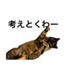 猫くんとトム4（個別スタンプ：10）