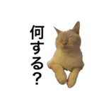 猫くんとトム4（個別スタンプ：11）
