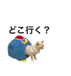 猫くんとトム4（個別スタンプ：12）