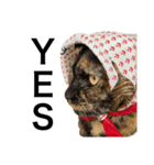猫くんとトム4（個別スタンプ：13）