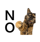 猫くんとトム4（個別スタンプ：14）