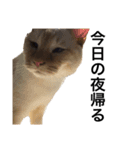 猫くんとトム4（個別スタンプ：16）