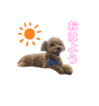 指原結/SashiharaYui（個別スタンプ：4）