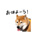 柴犬小夏スタンプ第2弾（個別スタンプ：3）