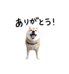 柴犬小夏スタンプ第2弾（個別スタンプ：4）