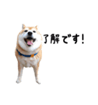 柴犬小夏スタンプ第2弾（個別スタンプ：8）