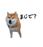 柴犬小夏スタンプ第2弾（個別スタンプ：9）
