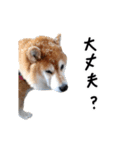 柴犬小夏スタンプ第2弾（個別スタンプ：15）