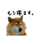 柴犬小夏スタンプ第2弾（個別スタンプ：16）
