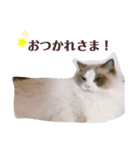 ロトくんのスタンプ②（個別スタンプ：6）