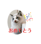ロトくんのスタンプ②（個別スタンプ：15）