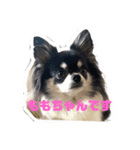 ももちゃんスタンプ Vol3（個別スタンプ：6）