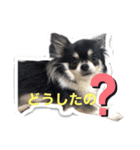 ももちゃんスタンプ Vol3（個別スタンプ：7）