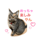 あんずちゃん其の0（個別スタンプ：1）