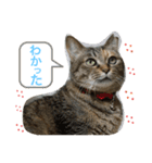 あんずちゃん其の0（個別スタンプ：2）
