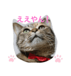 あんずちゃん其の0（個別スタンプ：3）