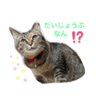あんずちゃん其の0（個別スタンプ：5）