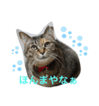 あんずちゃん其の0（個別スタンプ：7）