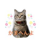あんずちゃん其の0（個別スタンプ：8）