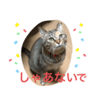 あんずちゃん其の0（個別スタンプ：11）
