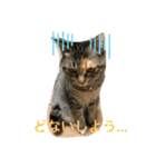あんずちゃん其の0（個別スタンプ：12）