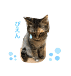 あんずちゃん其の0（個別スタンプ：15）