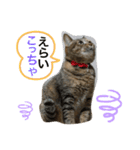 あんずちゃん其の0（個別スタンプ：17）
