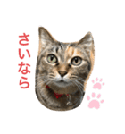 あんずちゃん其の0（個別スタンプ：18）