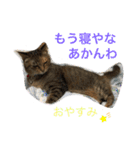 あんずちゃん其の0（個別スタンプ：20）