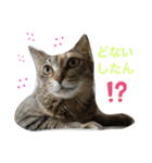 あんずちゃん其の0（個別スタンプ：21）