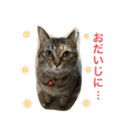 あんずちゃん其の0（個別スタンプ：26）