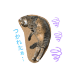 あんずちゃん其の0（個別スタンプ：31）