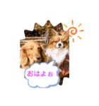 わんことねずみの日常会話（個別スタンプ：1）