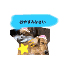 わんことねずみの日常会話（個別スタンプ：2）
