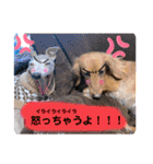 わんことねずみの日常会話（個別スタンプ：11）