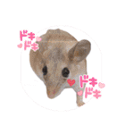 わんことねずみの日常会話（個別スタンプ：13）