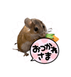 わんことねずみの日常会話（個別スタンプ：15）