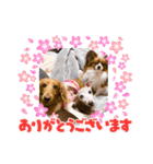 わんことねずみの日常会話（個別スタンプ：23）