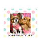 わんことねずみの日常会話（個別スタンプ：25）