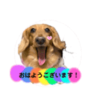 わんことねずみの日常会話（個別スタンプ：29）