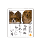 わんことねずみの日常会話（個別スタンプ：33）