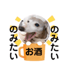 わんことねずみの日常会話（個別スタンプ：38）